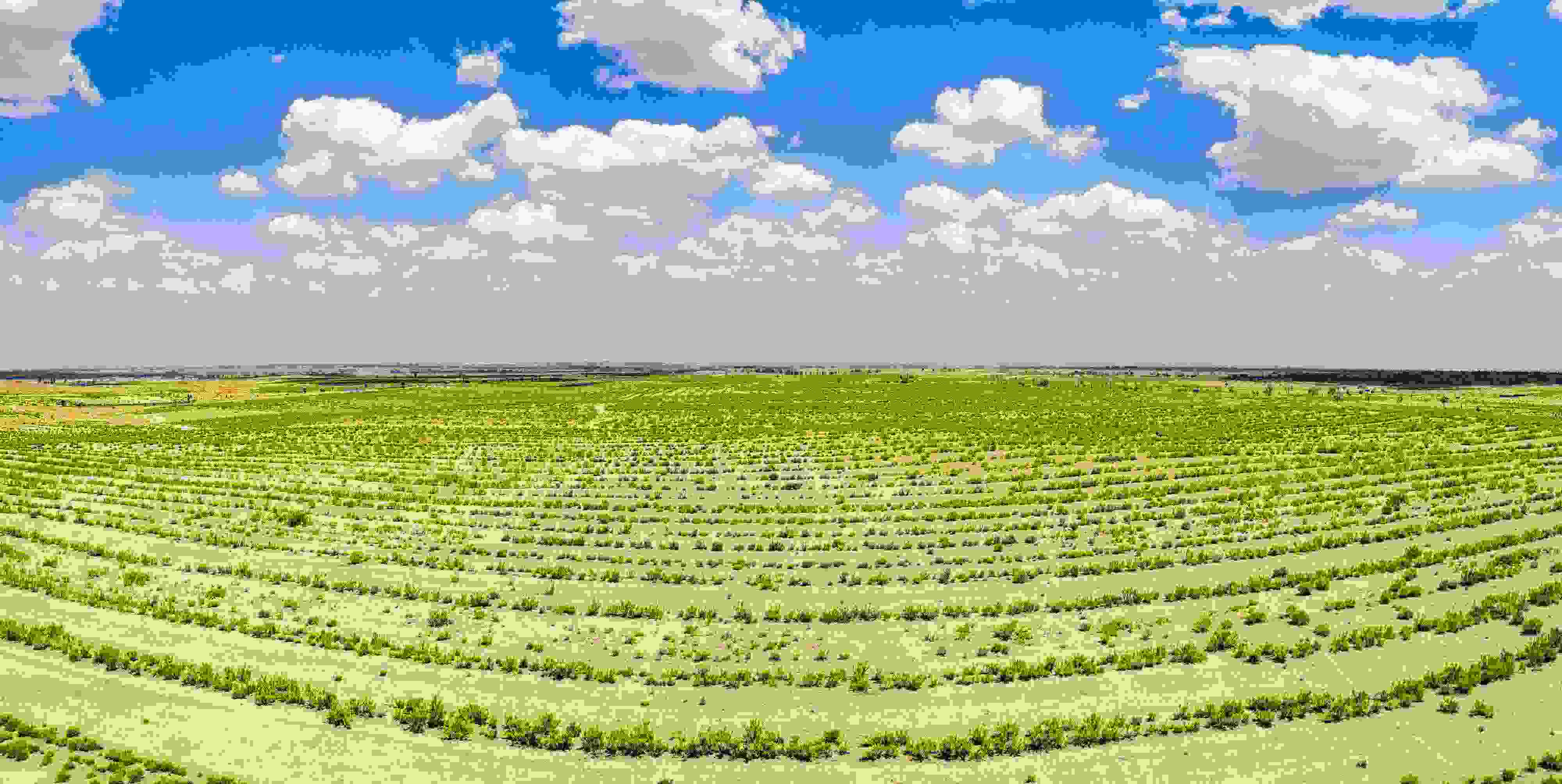 2023年6月7日，內(nèi)蒙古鄂爾多斯，毛烏素沙漠。