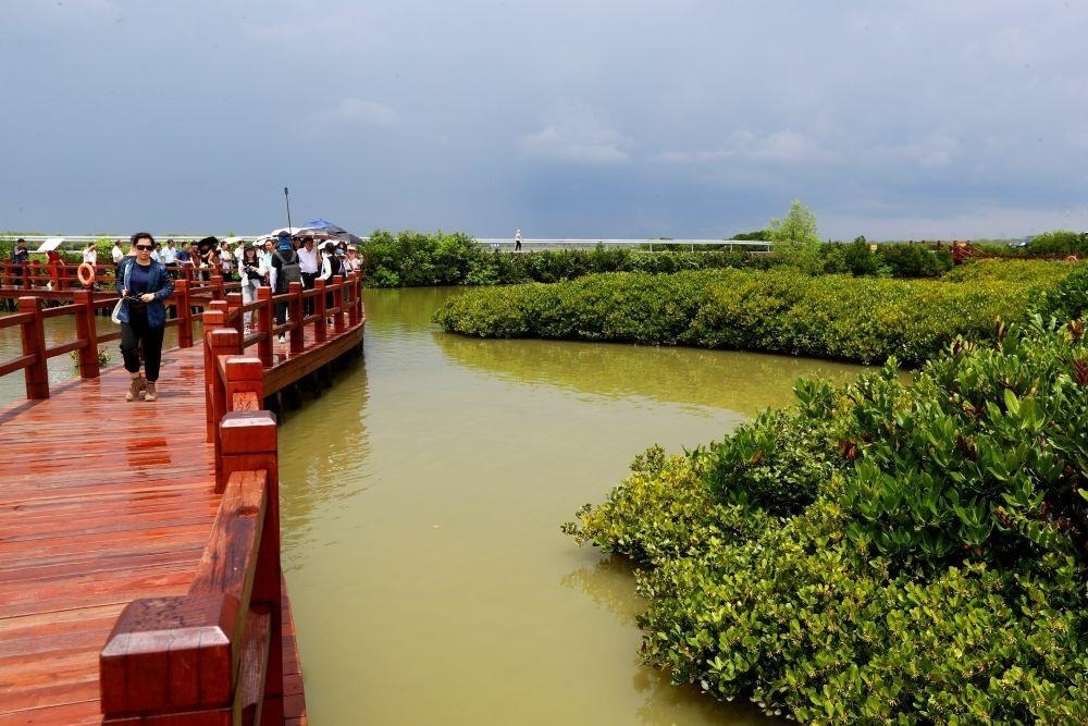 △2023年6月13日，人們在廣東湛江市麻章區(qū)金牛島觀賞紅樹林。