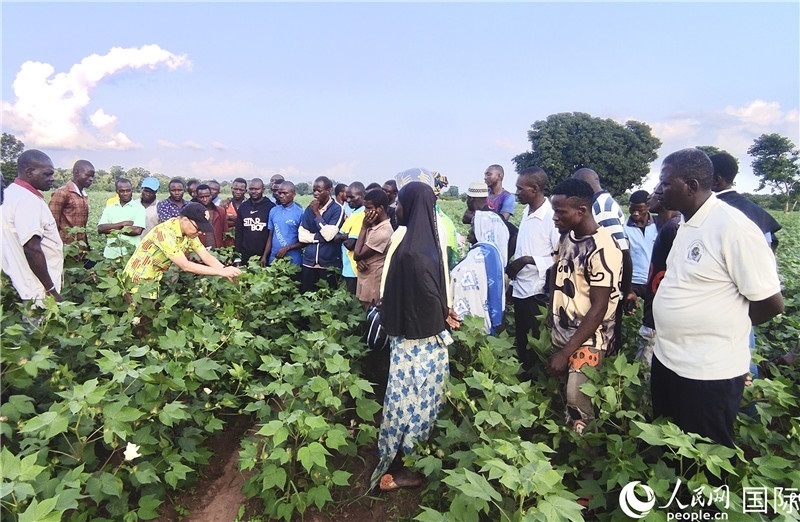 當(dāng)?shù)孛揶r(nóng)紛紛向中國專家學(xué)習(xí)技術(shù)。人民網(wǎng)記者 黃培昭攝