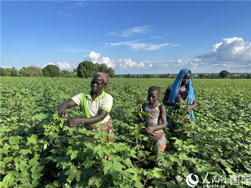 當(dāng)?shù)孛揶r(nóng)在麥田里勞作。人民網(wǎng)記者 黃培昭攝