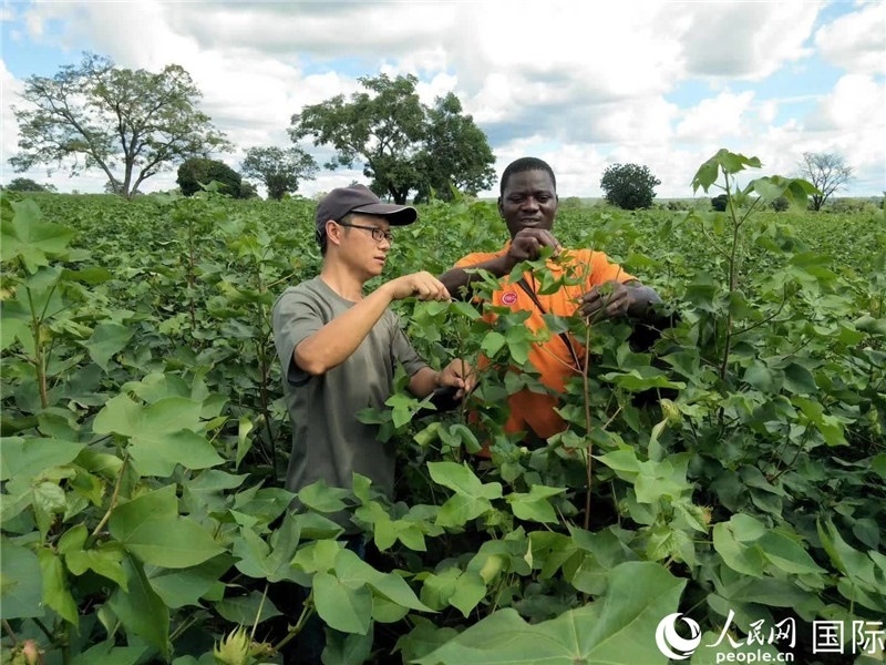 首小勇指導(dǎo)當(dāng)?shù)剞r(nóng)民種植棉花。人民網(wǎng)記者 黃培昭攝