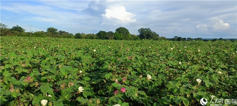 中國技術(shù)培養(yǎng)的當(dāng)?shù)孛藁ㄌ?。人民網(wǎng)記者 黃培昭攝