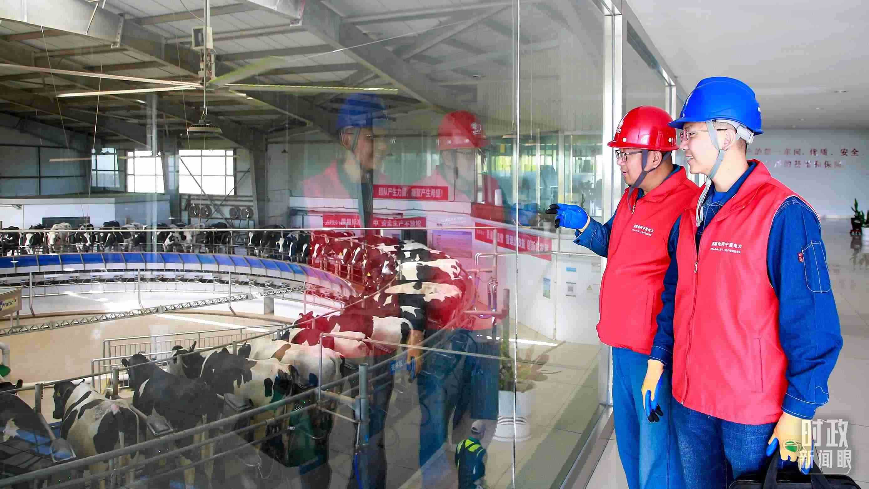  △寧夏銀川，電力員工深入奶牛養(yǎng)殖企業(yè)，助力數(shù)智化養(yǎng)殖。（圖/視覺中國）