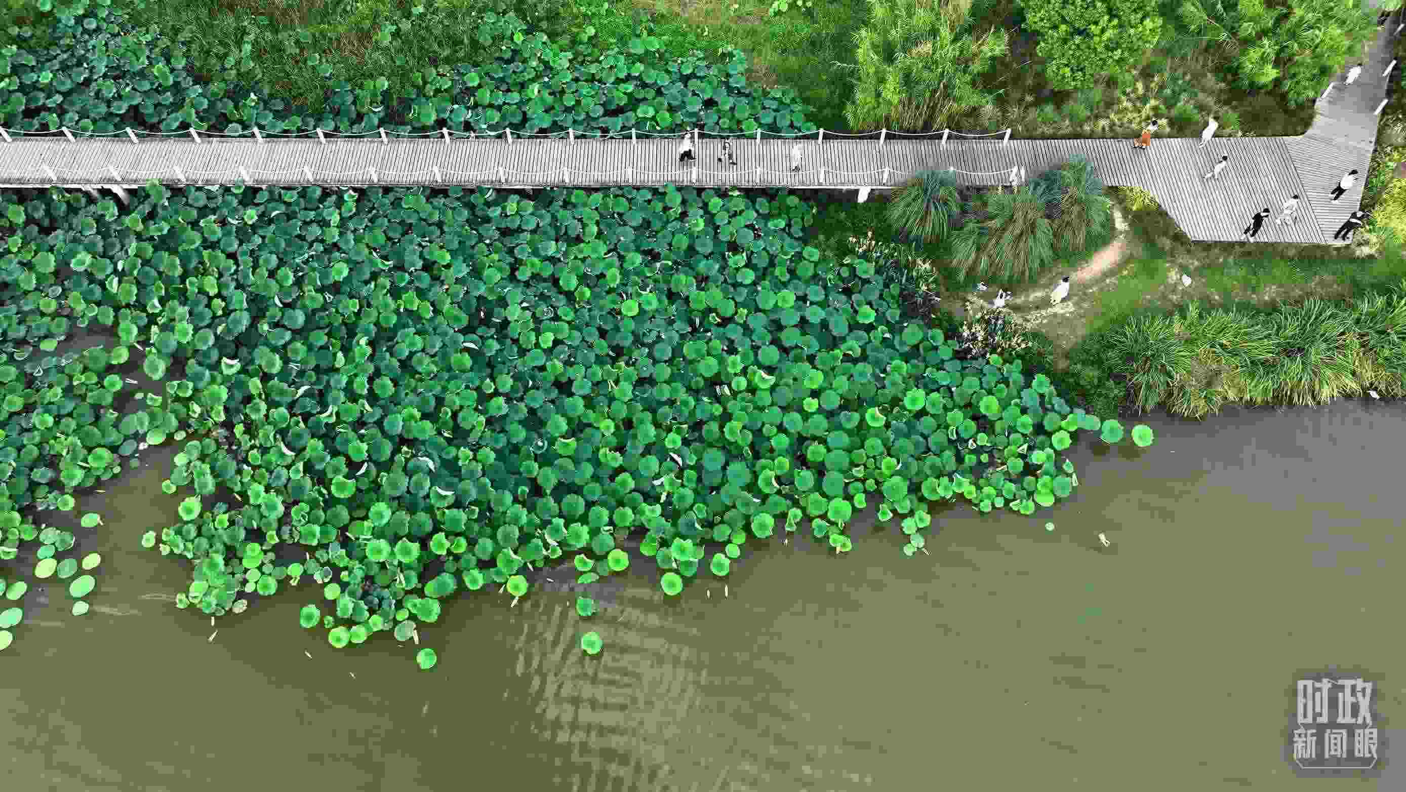 △陜西漢中天漢濕地公園內(nèi)，游人穿行，荷影婆娑。（總臺記者劉海濤拍攝）