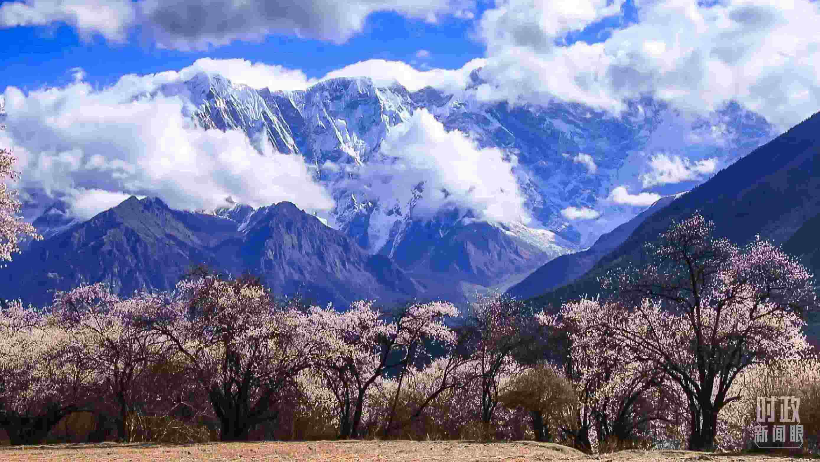 △西藏林芝。（總臺記者李旭拍攝）