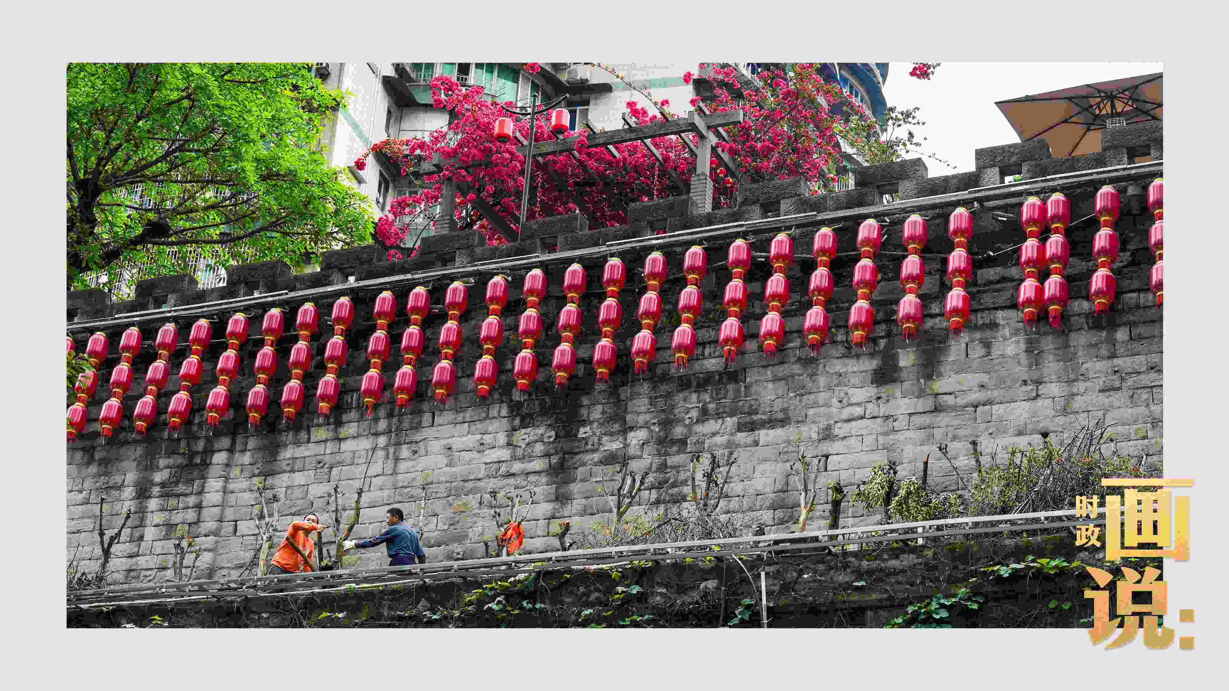 △盛放的三角梅下，園林工人修剪著古老通遠門城墻上的一抹新綠。