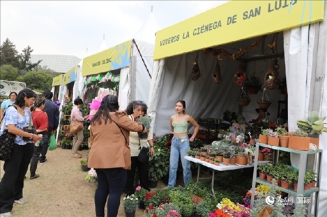 坎波·馬特活動(dòng)現(xiàn)場(chǎng)。埃內(nèi)斯托·多明戈斯攝