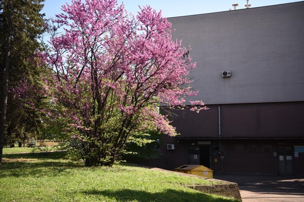 斯梅戴雷沃鋼廠里盛開的南歐紫荊花。