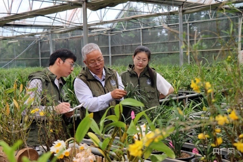 楊柏云(左二)向?qū)W生講解蘭花生長(zhǎng)特性(央廣網(wǎng)記者 劉培俊 攝)