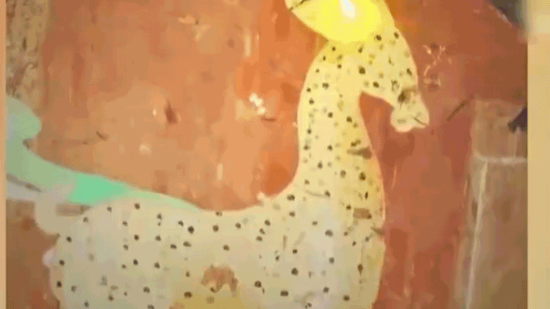 在全新技術(shù)支持下，敦煌莫高窟實(shí)現(xiàn)了窟內(nèi)文物窟外看的新體驗(yàn)。