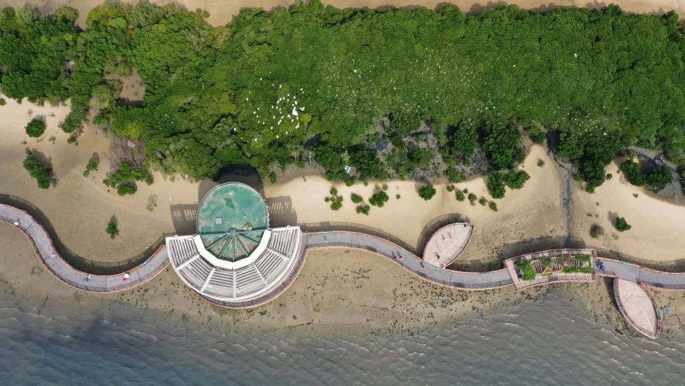 俯瞰廣東湛江市區(qū)海邊的紅樹林（2023年5月25日攝，無(wú)人機(jī)照片）。