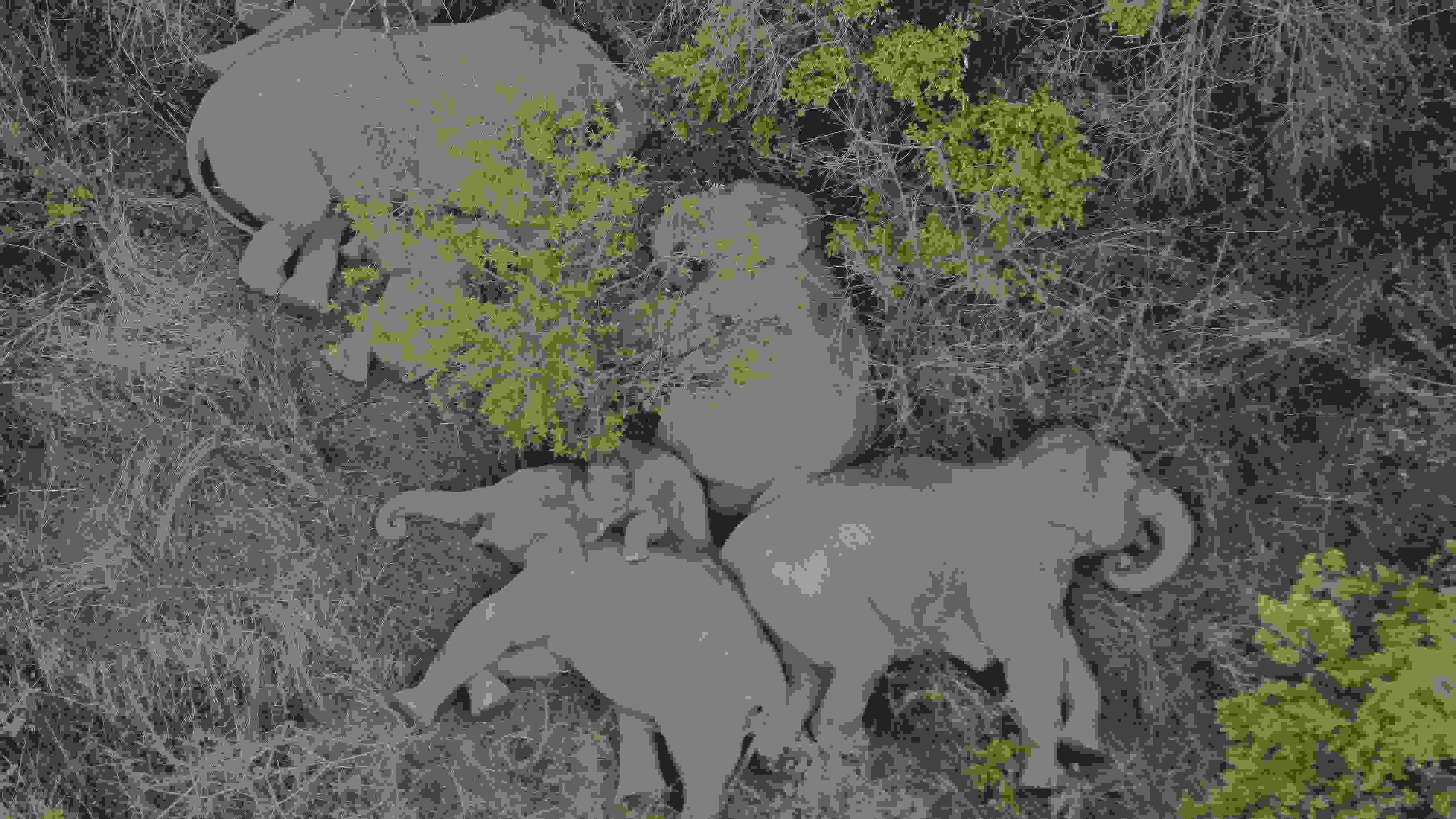 2021年6月7日，航拍顯示亞洲象群在云南省昆明市晉寧區(qū)夕陽鄉(xiāng)山林地里睡覺休息。