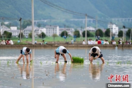 圖為5月21日，綏陽縣旺草中學(xué)學(xué)生在旺草萬畝大壩體驗(yàn)插秧。唐哲 攝