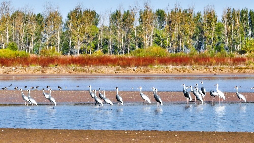 在山東黃河三角洲國家級自然保護(hù)區(qū)拍攝的白枕鶴（2022年10月18日攝）。新華社發(fā)（楊斌 攝）