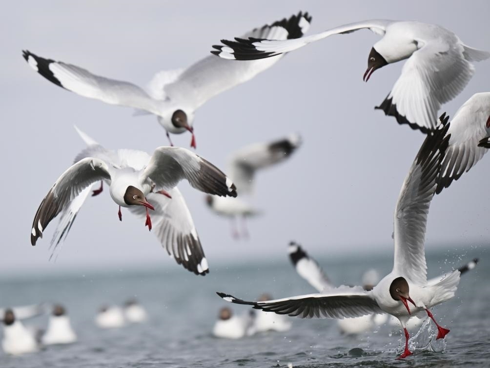 這是2023年4月13日在青海湖拍攝的棕頭鷗。新華社記者 張龍 攝