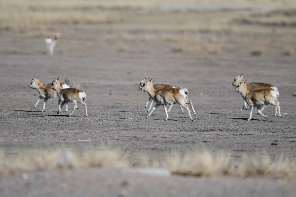這是1月24日在青海省海北藏族自治州剛察縣哈爾蓋鎮(zhèn)境內(nèi)的草原上拍攝的普氏原羚。新華社記者 張龍 攝