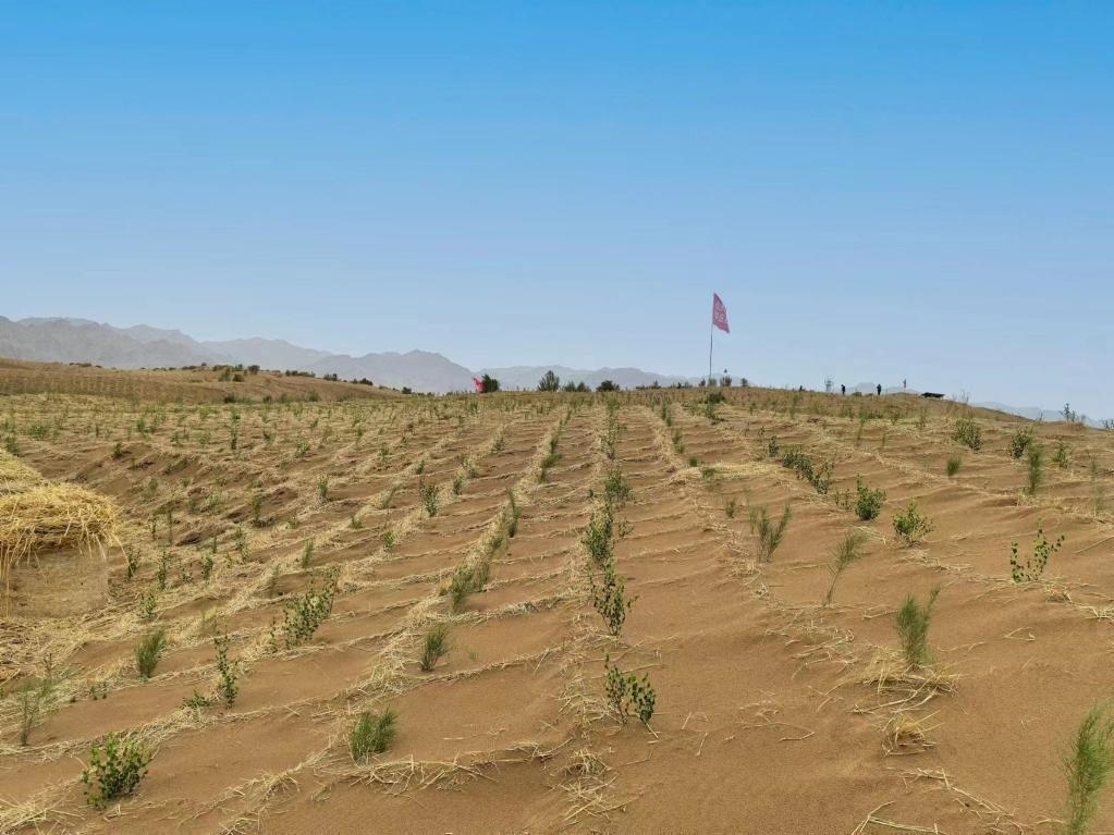 內(nèi)蒙古巴彥淖爾市杭錦后旗治沙新品種沙木蓼和四翅濱藜苗木示范區(qū)。新華社記者 李云平 攝