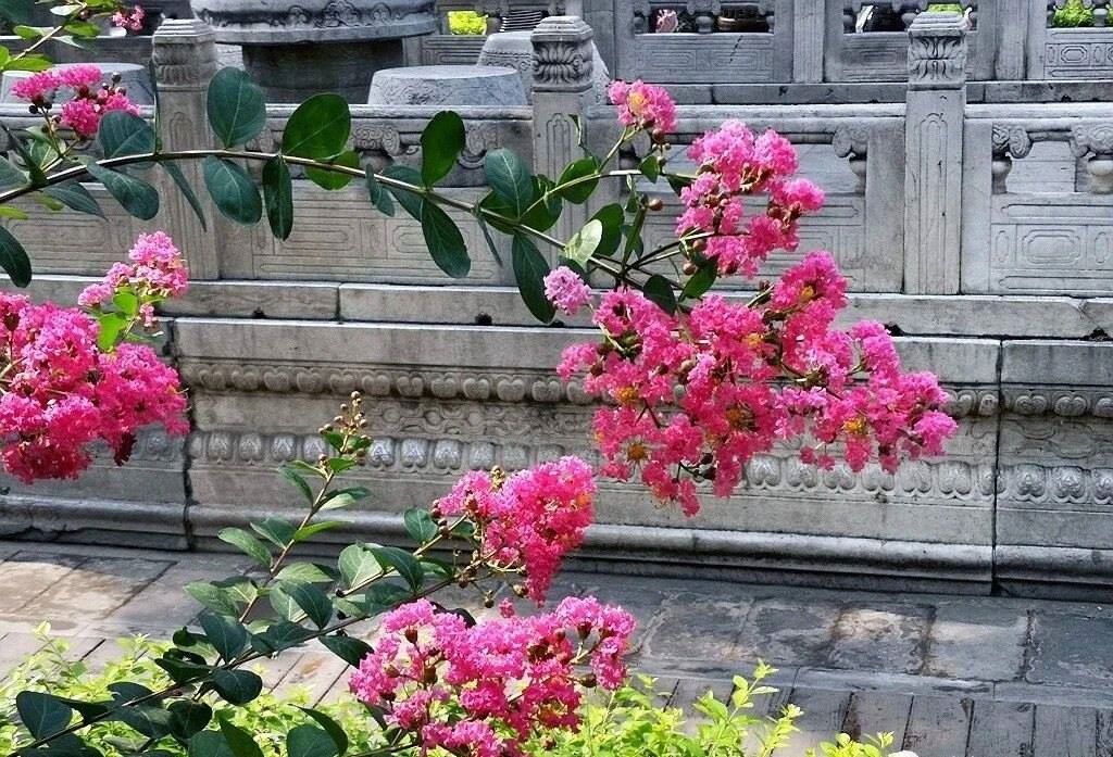 夏天的故宮一角。故宮博物院供圖