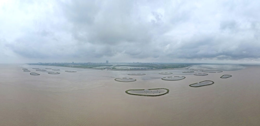 2024年5月31日，上海臨港新片區(qū)南匯嘴水域灘涂上的牡蠣礁（無人機照片）。新華社記者 方喆 攝