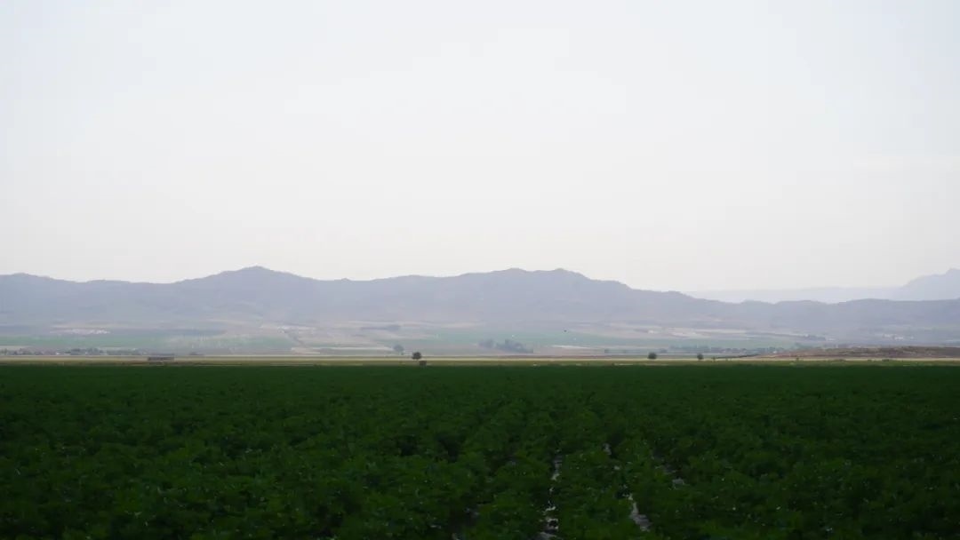 擴(kuò)列孜鎮(zhèn)采用先進(jìn)滴灌技術(shù)的棉田。曲頌攝