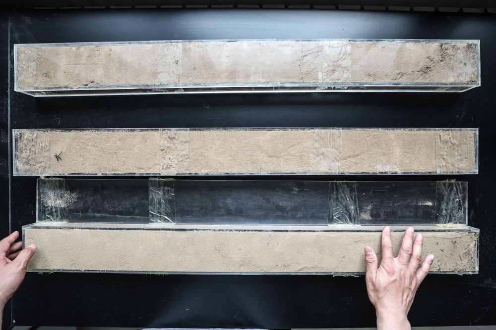 “草根博士”呂林有在遼寧省農(nóng)業(yè)科學(xué)院沙地治理與利用研究所章古臺(tái)基地實(shí)驗(yàn)室整理提取的沙地土壤剖面樣本（2024年5月30日攝）。新華社記者 潘昱龍 攝