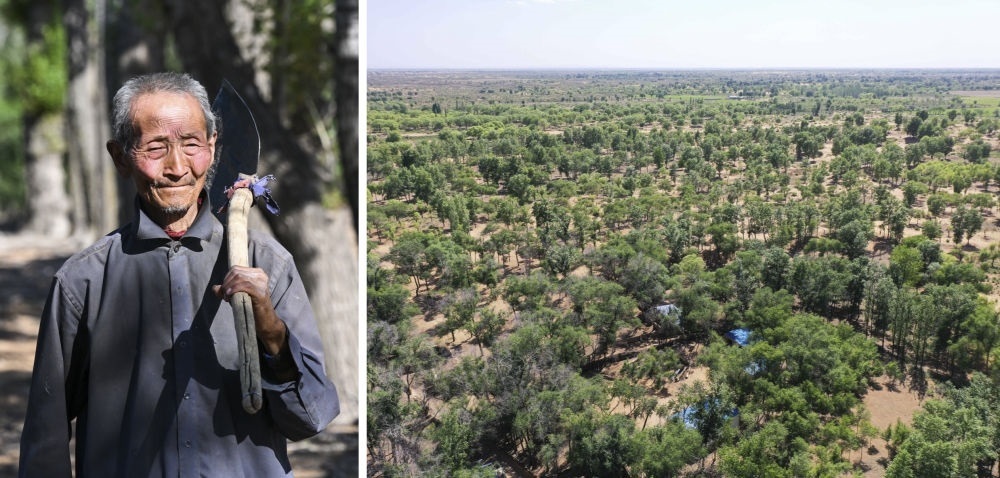 拼版照片：左圖為內(nèi)蒙古鄂托克前旗呼和陶勒蓋嘎查的牧民曹扎娃出門(mén)勞作（2023年6月14日攝）；右圖為曹扎娃的承包地（2023年6月14日攝，無(wú)人機(jī)照片）。20世紀(jì)80年代，在毛烏素沙地中，曹扎娃主動(dòng)承包了2300多畝沙地。這么多年來(lái)，曹扎娃堅(jiān)持種樹(shù)治沙，最終將沙地變成了林海。新華社記者 劉磊 攝