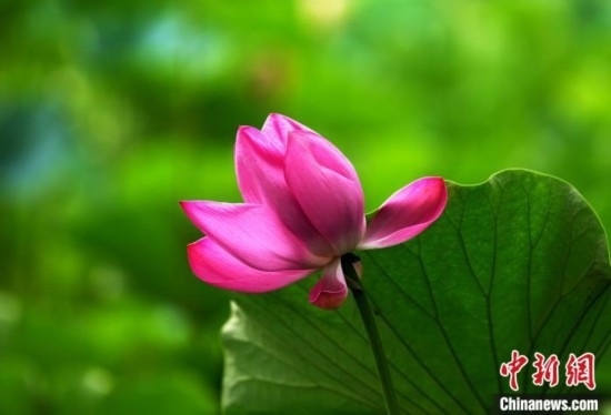 6月19日，時(shí)值一年畢業(yè)季，四川大學(xué)望江校區(qū)荷花池里的荷花盛開(kāi)，成為了畢業(yè)生們的打卡圣地，吸引了眾多畢業(yè)生拍照留念。圖為盛開(kāi)的荷花。中新社記者 安源 攝