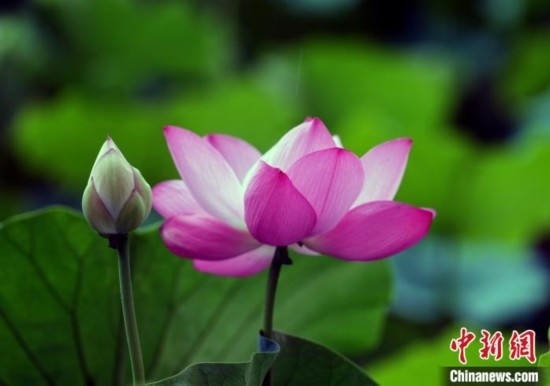 6月19日，時(shí)值一年畢業(yè)季，四川大學(xué)望江校區(qū)荷花池里的荷花盛開(kāi)，成為了畢業(yè)生們的打卡圣地，吸引了眾多畢業(yè)生拍照留念。圖為盛開(kāi)的荷花。中新社記者 安源 攝