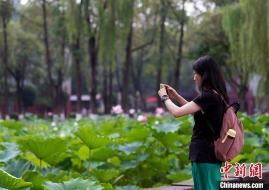 6月19日，時(shí)值一年畢業(yè)季，四川大學(xué)望江校區(qū)荷花池里的荷花盛開(kāi)，成為了畢業(yè)生們的打卡圣地，吸引了眾多畢業(yè)生拍照留念。圖為畢業(yè)生在荷花池邊拍照留念。中新社記者 安源 攝