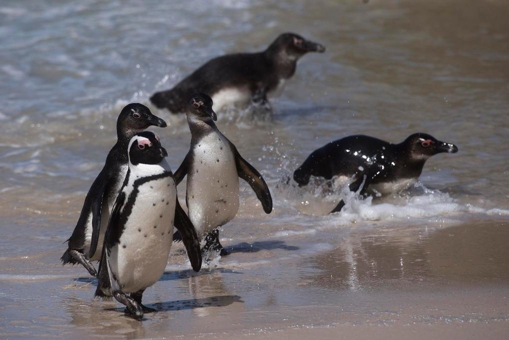 這是2021年9月29日在南非西蒙斯敦的博爾德斯海灘拍攝的捕食歸來的非洲企鵝。新華社記者 陳誠 攝