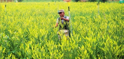村民在位于山西省大同市云州區(qū)唐家堡村的大同黃花有機標(biāo)準化種植基地內(nèi)采摘黃花（資料照片）楊晨光攝 / 本刊
