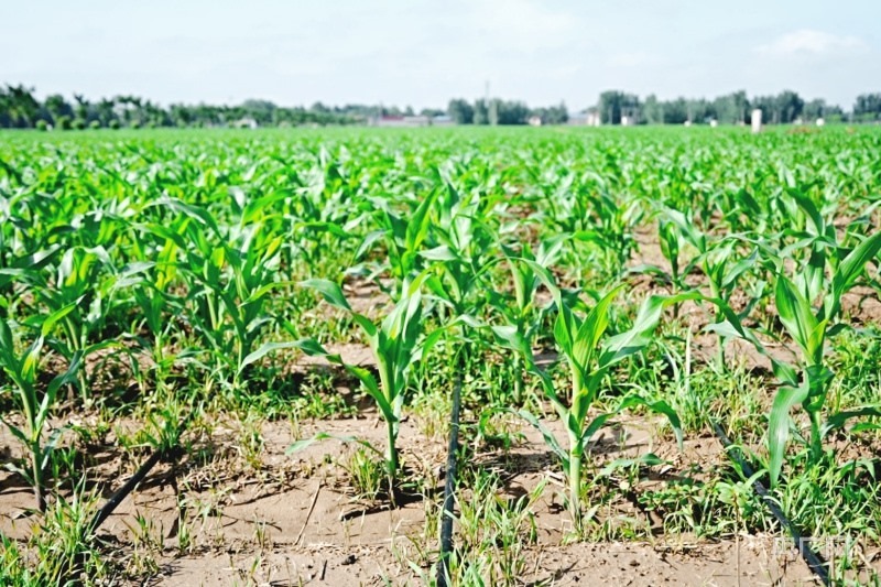 滴灌技術讓玉米“喝飽水”（央廣網(wǎng)記者 張羲輪 攝）