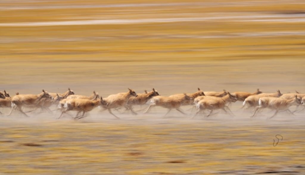2024年6月13日，在羌塘國(guó)家級(jí)自然保護(hù)區(qū)，遷徙中的藏羚羊奔跑起來(lái)。新華社記者費(fèi)茂華攝