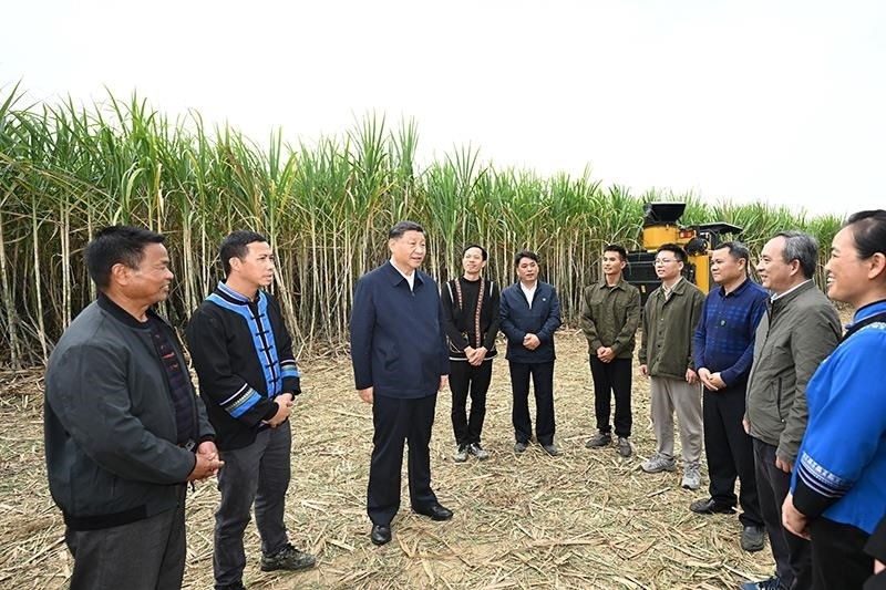 2023年12月14日，習(xí)近平總書記在廣西來賓市國家現(xiàn)代農(nóng)業(yè)產(chǎn)業(yè)園黃安優(yōu)質(zhì)“雙高”糖料蔗基地考察時，同蔗農(nóng)、農(nóng)機手和農(nóng)技人員親切交流。