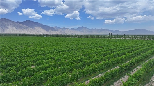 閩寧從荒蕪貧瘠的荒灘戈壁變成了如今的片片綠洲。