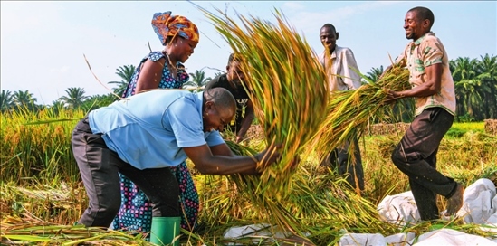 2018 年，中國(guó)農(nóng)業(yè)專家組在布隆迪布班扎省吉漢加縣設(shè)立首個(gè)水稻減貧示范村。圖為當(dāng)?shù)剞r(nóng)戶在稻田里給雜交水稻脫粒（2023 年 6 月 20 日攝） 韓旭攝 / 本刊