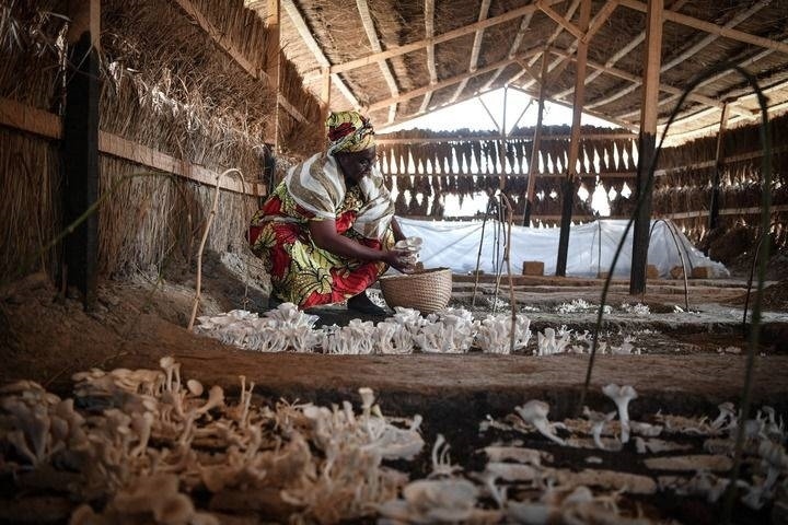 2024年2月6日，在中非共和國達(dá)馬拉，法蒂瑪在菇棚內(nèi)收獲菌草菇。2022年，法蒂瑪在聽說中國菌草專家在班吉傳授技術(shù)后主動(dòng)前往學(xué)習(xí)，從一間小菌棚起步，逐漸擴(kuò)大為如今小有名氣的合作社。新華社記者 韓旭 攝