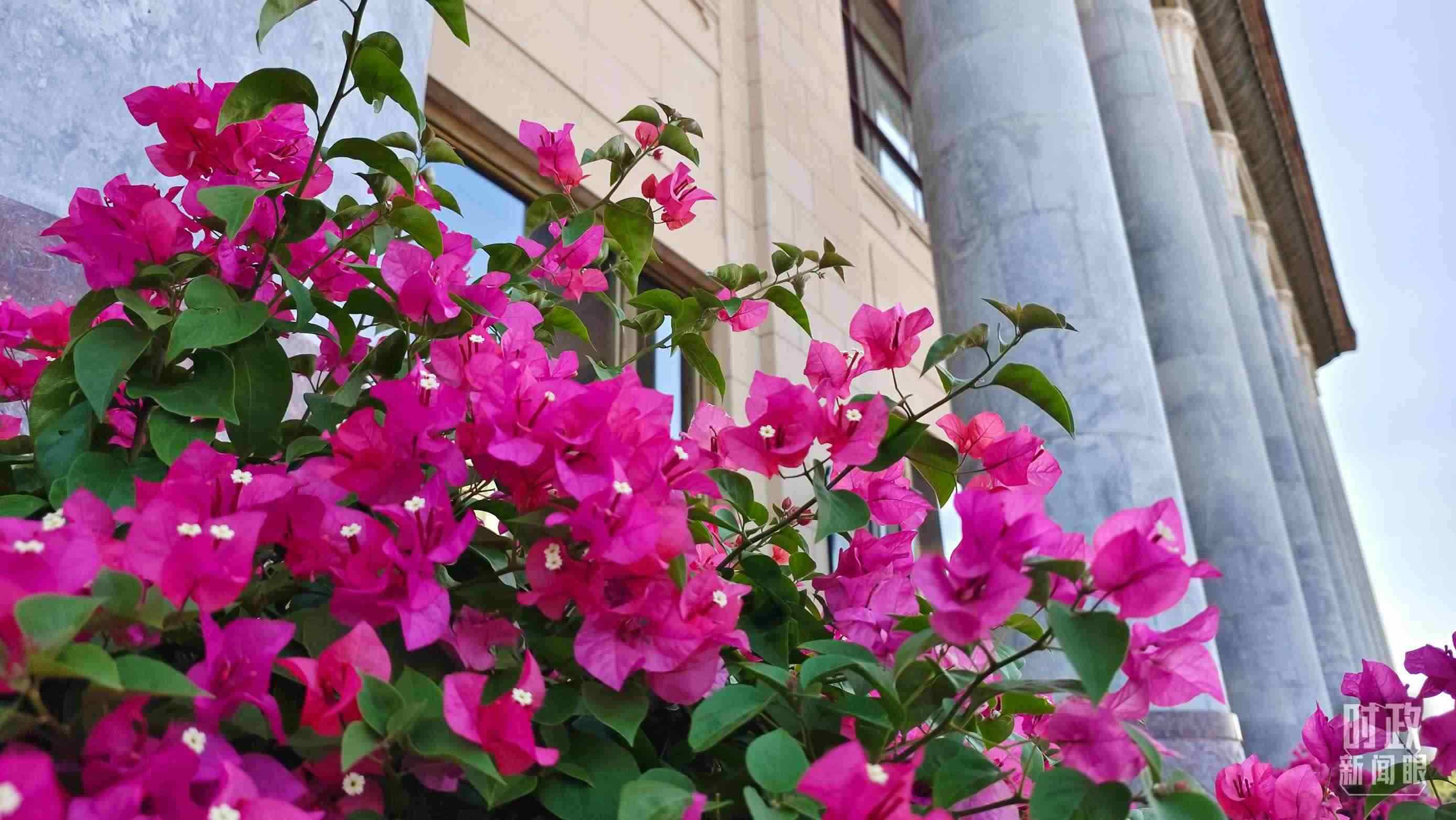 △人民大會堂外花團(tuán)錦簇。（總臺央視記者韓銳拍攝）