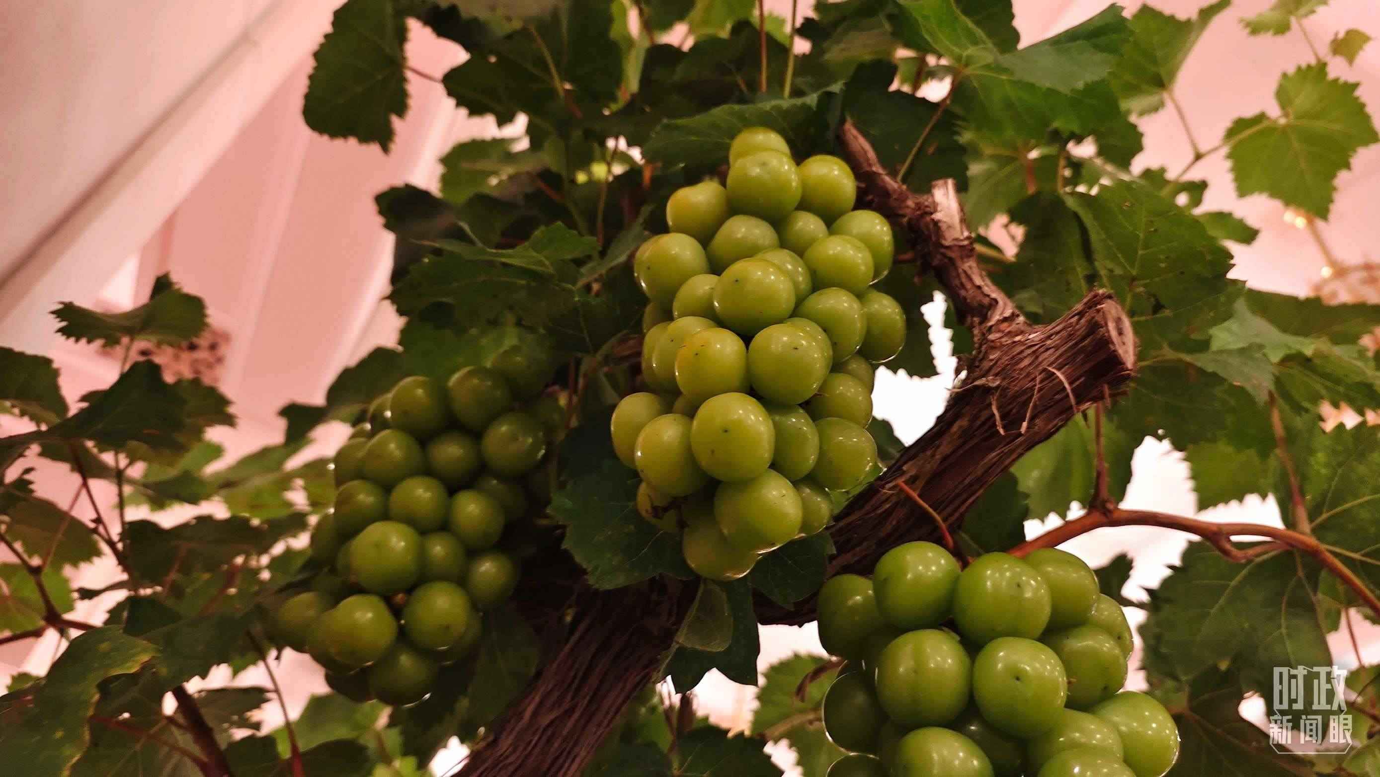  △人民大會堂的盆景，碩果累累。（總臺央視記者韓銳拍攝）