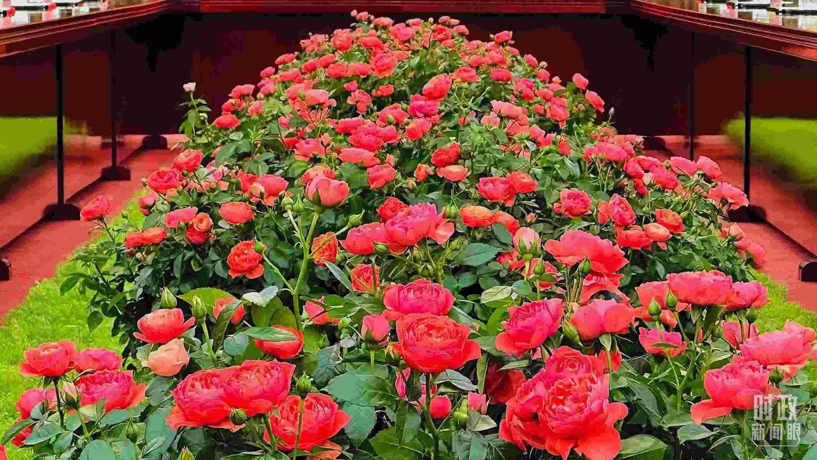 東大廳會(huì)談桌中間擺放的紅果汁月季，象征著蓬勃與堅(jiān)韌。（總臺(tái)央視記者范一鳴拍攝）