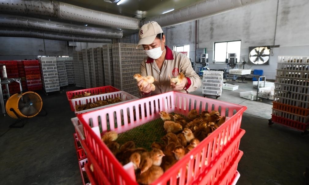 在文昌市的海南（潭牛）文昌雞股份有限公司孵化廠，工人在挑選文昌雞苗。新華社記者楊冠宇 攝