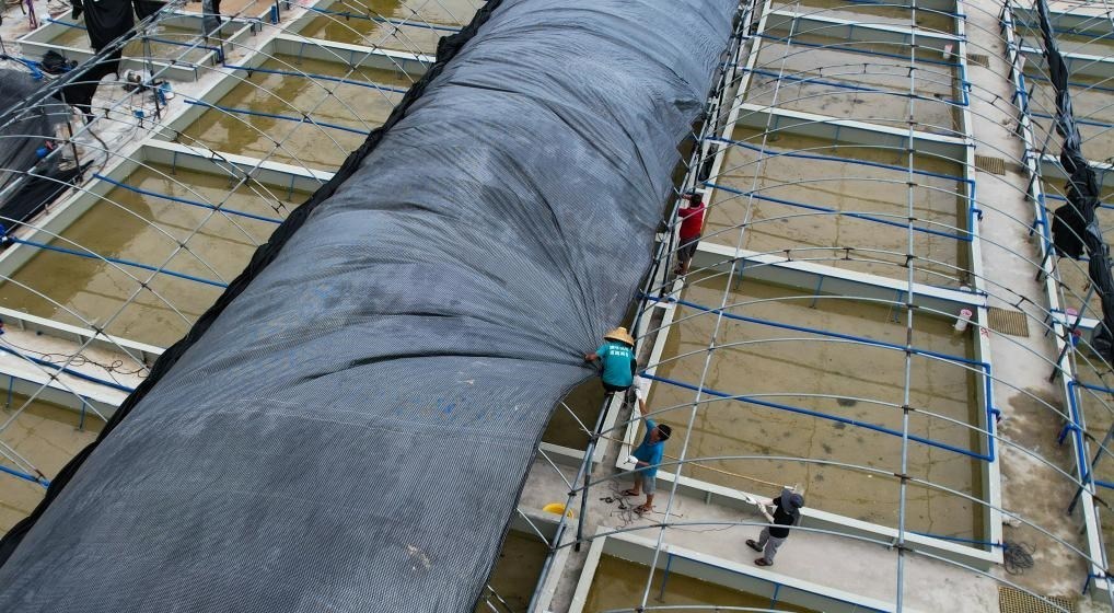 在文昌市翁田鎮(zhèn)的海興農(nóng)翁田蝦苗場(chǎng)，工人重新鋪設(shè)頂棚。無人機(jī)照片，新華社記者楊冠宇 攝