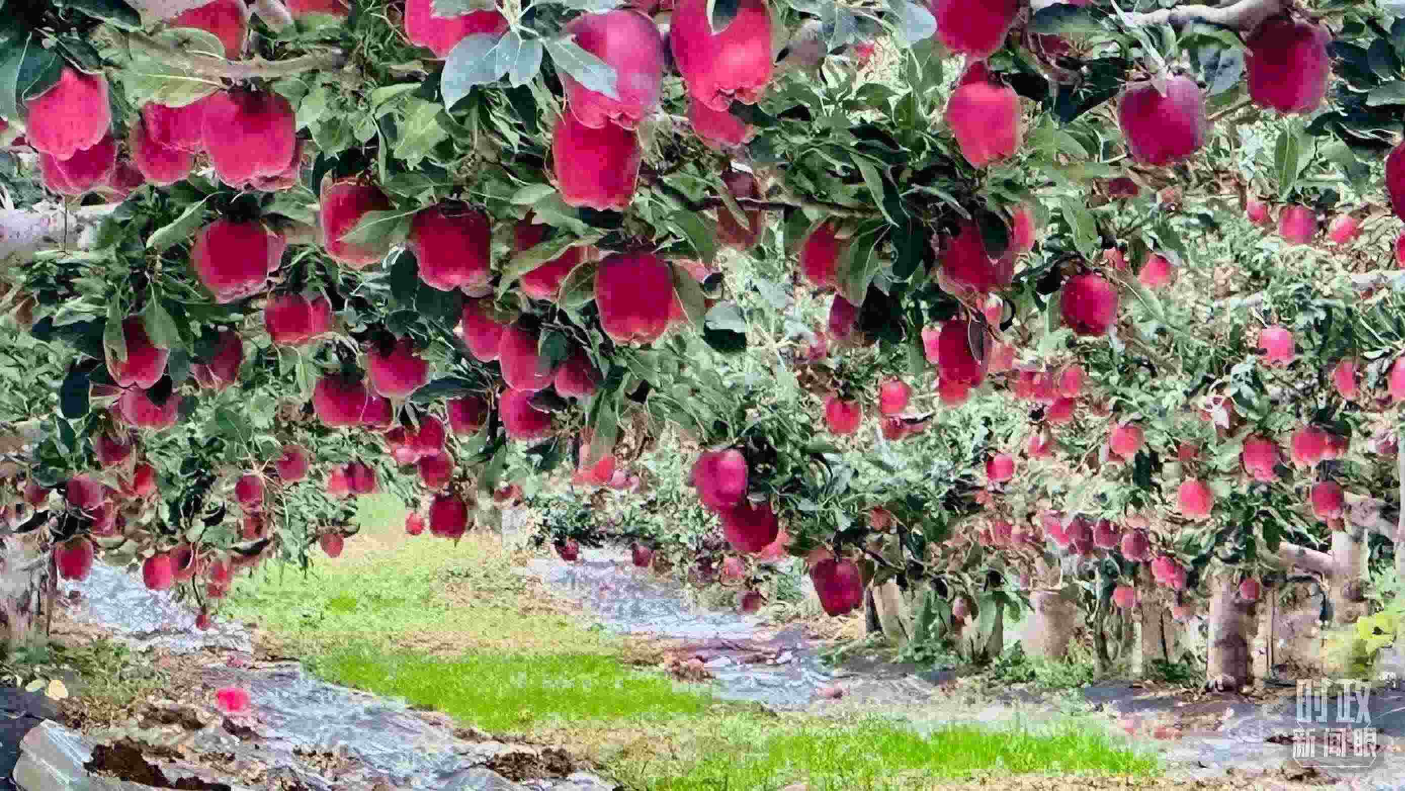 △ 麥積區(qū)南山花牛蘋果基地。（總臺(tái)央視記者范一鳴拍攝）
