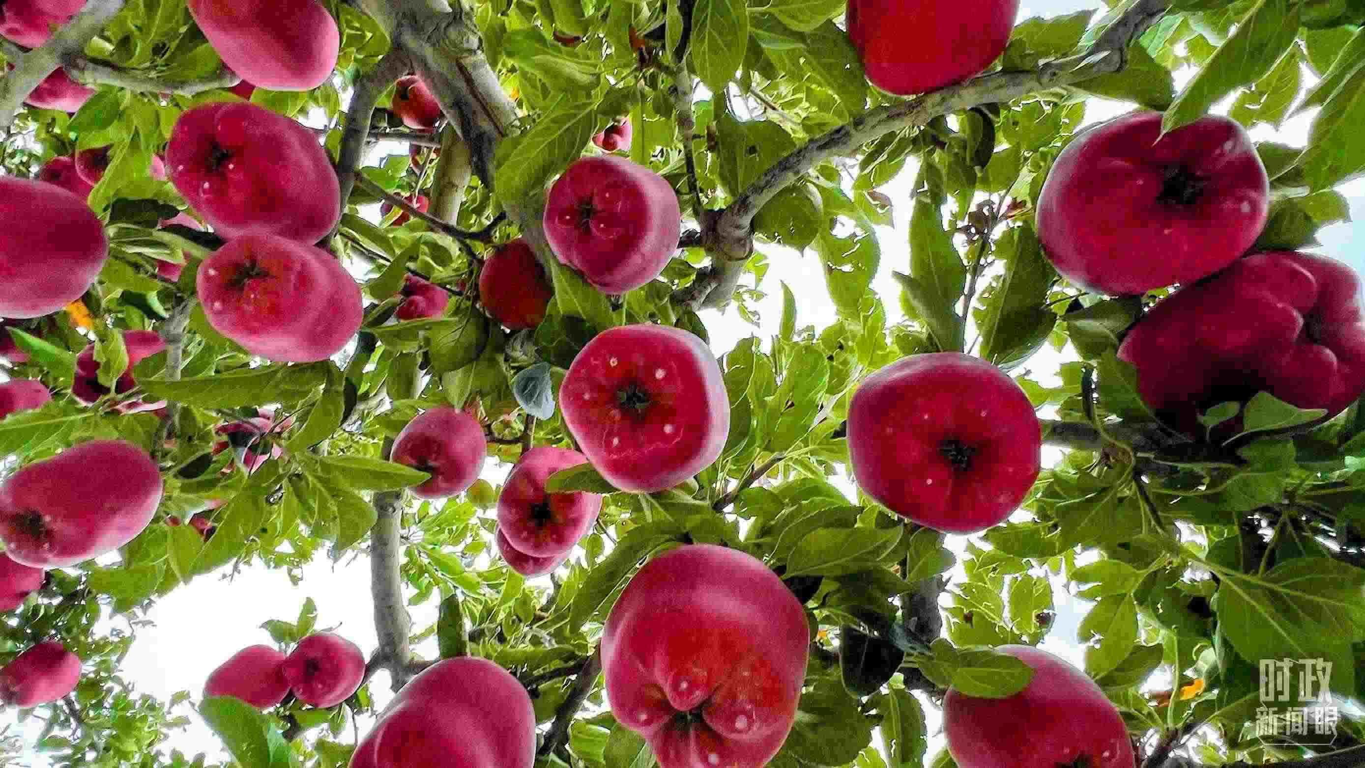 △ 麥積區(qū)南山花牛蘋果基地。（總臺(tái)央視記者程鋮拍攝）