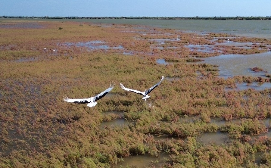 2024年8月28日，丹頂鶴在黃河三角洲國(guó)家級(jí)自然保護(hù)區(qū)展翅翱翔（無人機(jī)照片）。新華社記者 徐速繪 攝