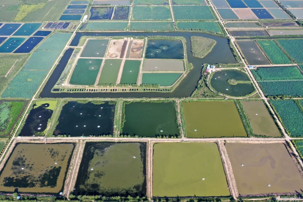 2024年8月13日在山西省臨猗縣薛公村拍攝的蟹塘（無人機照片）。薛公村位于黃河岸邊，有5000多畝黃河灘涂和近5000畝荒溝。當?shù)赝ㄟ^將荒溝和灘涂進行整合，發(fā)展特色水產(chǎn)養(yǎng)殖，讓守著黃河水、住在黃河灘的薛公村村民有了新的致富路。
