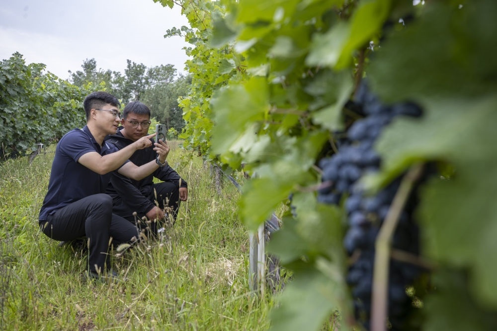 2024年8月15日，技術(shù)人員（左）和工作人員在寧夏銀川市西夏區(qū)的一個葡萄園工作。為推動黃河流域生態(tài)保護和高質(zhì)量發(fā)展先行區(qū)建設，銀川市積極打造高標準葡萄園，借助各種傳感器監(jiān)測釀酒葡萄的生長狀態(tài)，實現(xiàn)精準灌溉，從而高效節(jié)約黃河水。