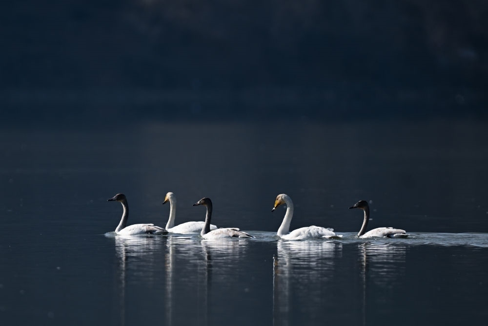 2023年11月30日，天鵝在青海省海東市化隆回族自治縣群科鎮(zhèn)境內(nèi)的黃河上游弋。近年來，青海省加大力度保護治理境內(nèi)黃河流域，改善當?shù)厣鷳B(tài)環(huán)境，為越冬候鳥提供良好棲息地。
