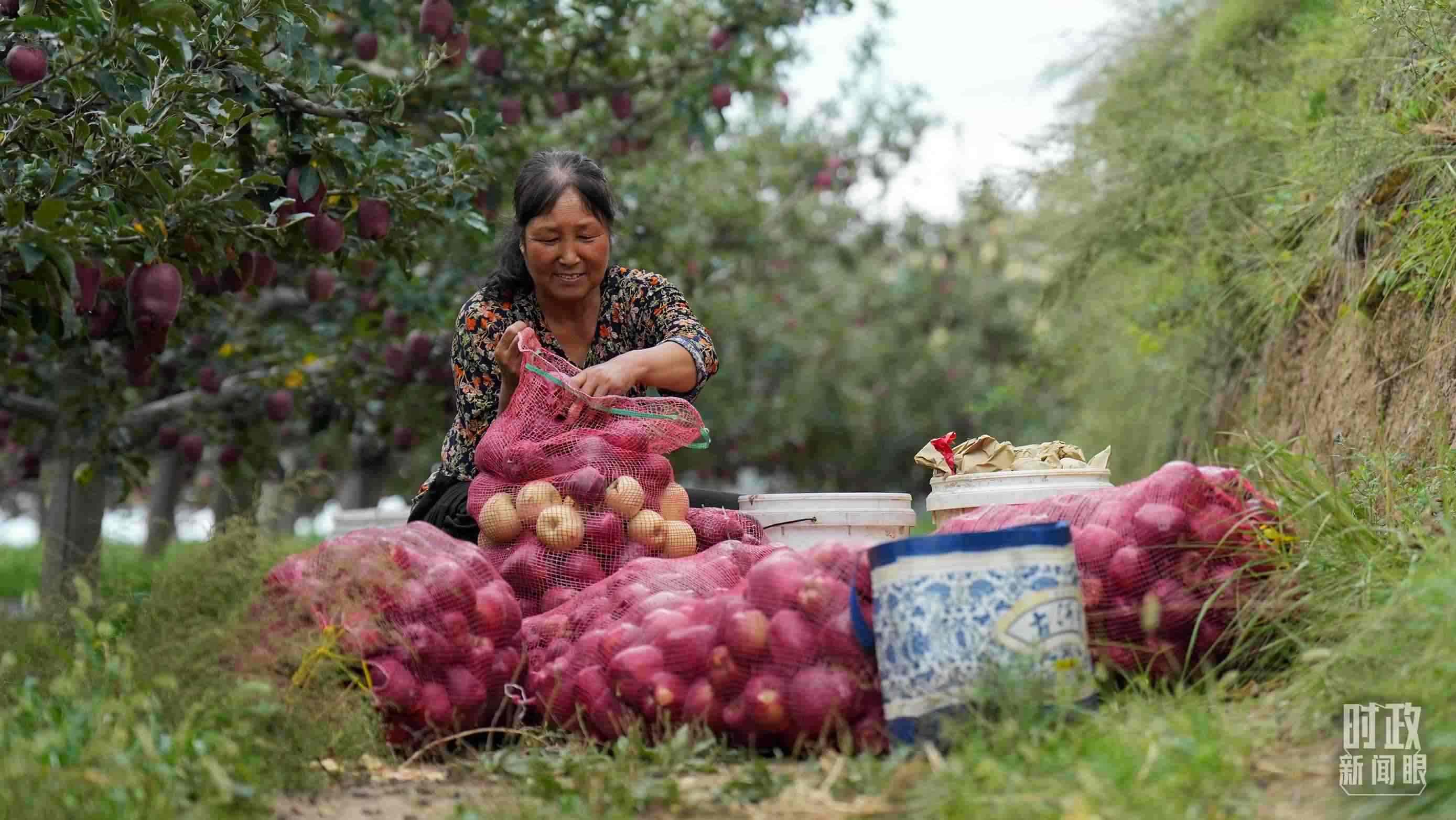 △南山花牛蘋果基地在2023年帶動(dòng)9000多戶村民實(shí)現(xiàn)增收。（總臺(tái)國(guó)廣記者李晉拍攝）