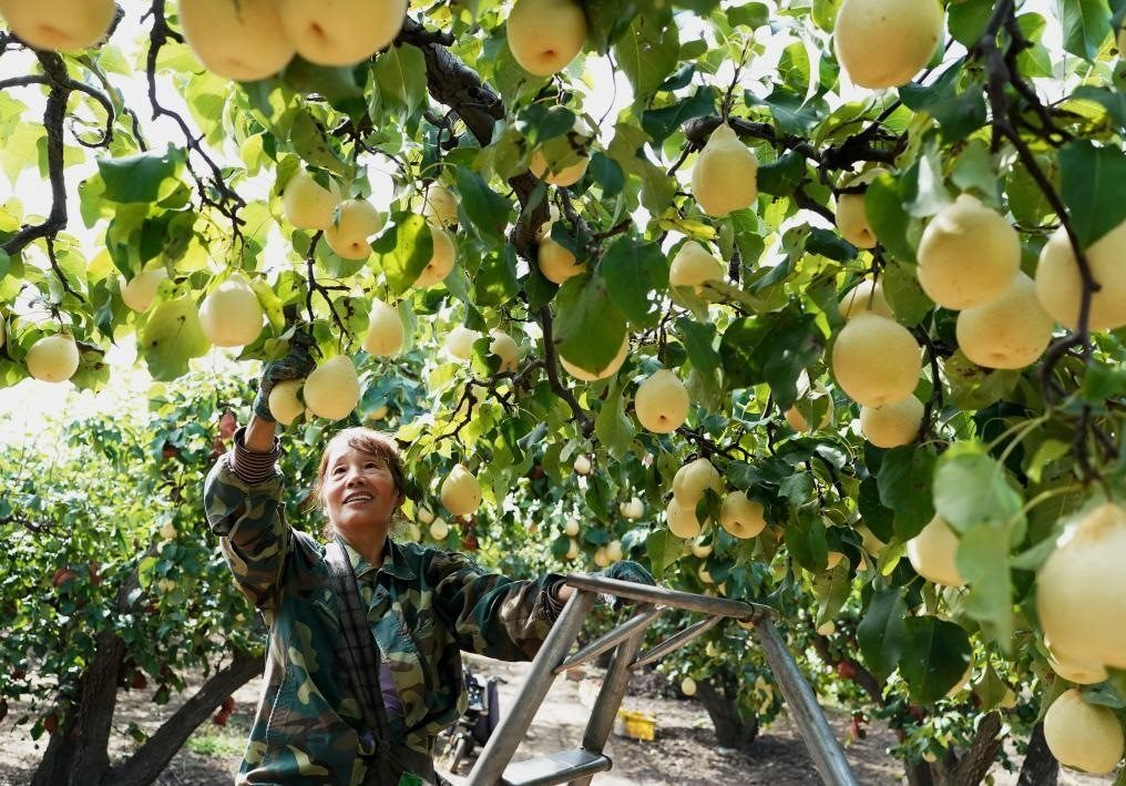 9月13日，河北省晉州市的農民在果園采摘鴨梨。新華社記者楊世堯 攝